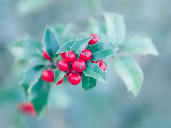 knallrote Vogelbeeren vor grünem Laub